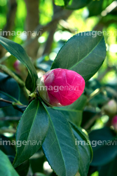 ツバキ つぼみ の画像素材 花 植物の写真素材ならイメージナビ