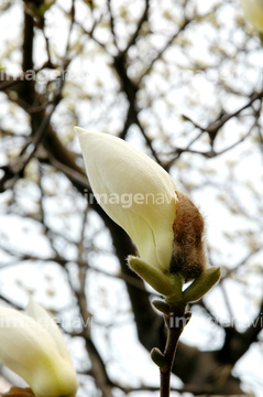 マグノリア 花 緑色 の画像素材 花 植物の写真素材ならイメージナビ