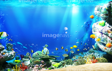 海中写真 海藻 Lip の画像素材 テーマ イラスト Cgの写真素材ならイメージナビ