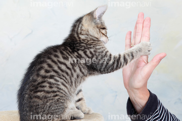 猫 人 イラスト 手をつなぐ の画像素材 ペット 生き物の写真素材ならイメージナビ