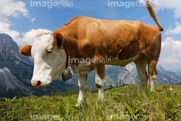 Cows Wearing Cow Bells Looking At Camera, Swiss Alps, Switzerland