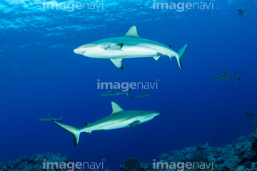 オグロメジロザメ の画像素材 オセアニア 国 地域の写真素材ならイメージナビ