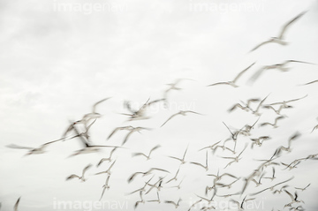 生き物 鳥類 鳥の群れ の画像素材 写真素材ならイメージナビ