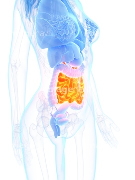 内臓 女性 腹腔 の画像素材 医療 イラスト Cgの写真素材ならイメージナビ