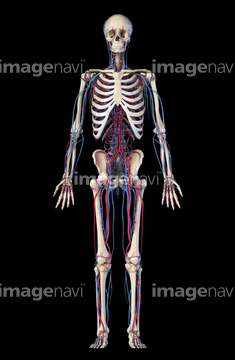 人体図 筋肉 ウィトルウィウス的人体図 立体 胸骨 ブランド検索 イラスト Medicalrf Com Science Photo Library Rf Science Photo Library 3d4medical Com の画像素材 医療 イラスト Cgの写真素材ならイメージナビ