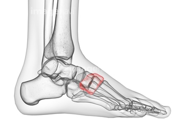 足骨 内側楔状骨 の画像素材 医療 イラスト Cgの写真素材ならイメージナビ