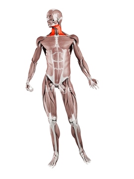 筋肉 イラスト 頸部の筋肉 の画像素材 ライフスタイル イラスト Cgのイラスト素材ならイメージナビ