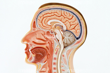 頭部 断面図 の画像素材 イラスト Cgの写真素材ならイメージナビ