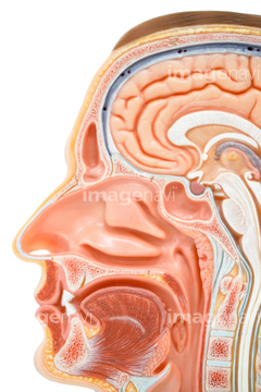 頭部 断面図 の画像素材 科学 テクノロジーの写真素材ならイメージナビ