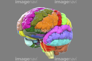 イラスト 脳 延髄 の画像素材 ライフスタイル イラスト Cgのイラスト素材ならイメージナビ