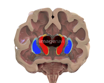 大脳基底核 の画像素材 医療 イラスト Cgの写真素材ならイメージナビ