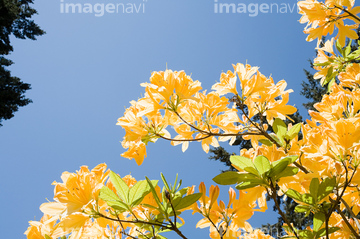 アゼリア の画像素材 花 植物の写真素材ならイメージナビ