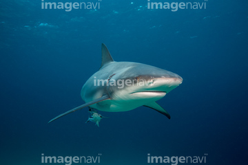 サメ の画像素材 海 自然 風景の写真素材ならイメージナビ