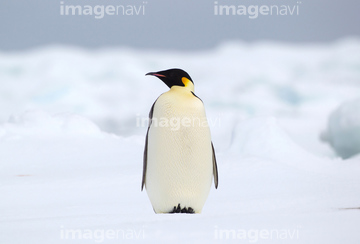 ペンギン 正面 コウテイペンギン の画像素材 鳥類 生き物の写真素材ならイメージナビ