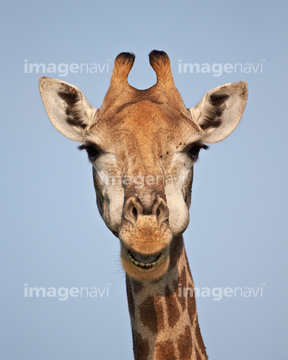 キリン ケープキリン の画像素材 陸の動物 生き物の写真素材ならイメージナビ