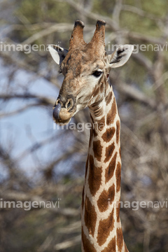 キリン ケープキリン の画像素材 陸の動物 生き物の写真素材ならイメージナビ