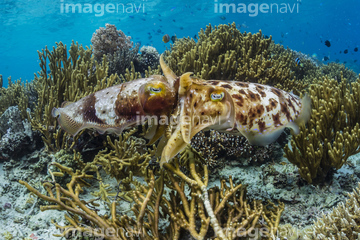 生き物 海の動物 イカ タコ コウイカ インドネシア 交尾 の画像素材 写真素材ならイメージナビ