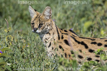 サーバルキャット の画像素材 陸の動物 生き物の写真素材ならイメージナビ