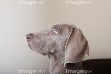 大型犬 横顔 ワイマラナー】の画像素材 | ペット・生き物の写真素材