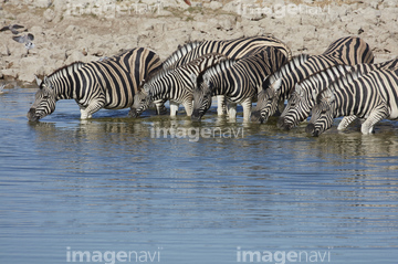 Two zebra, Equus quagga, stand on their hind legs rearing and