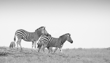 Two zebra, Equus quagga, stand on their hind legs rearing and