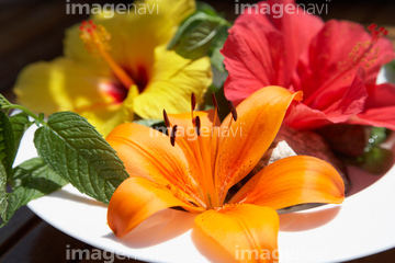 ハイビスカス 切り花 の画像素材 花 植物の写真素材ならイメージナビ