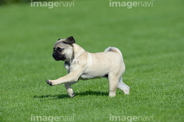 犬 走る 楽しみ パグ 横向き の画像素材 写真素材ならイメージナビ