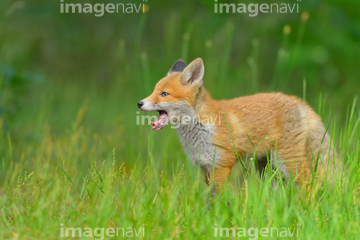 狐 横顔 の画像素材 陸の動物 生き物の写真素材ならイメージナビ