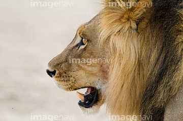 ライオン の画像素材 陸の動物 生き物の写真素材ならイメージナビ