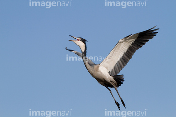 鳥 飛ぶ 空 自然 人物 イラスト サギ 鳥類 ロイヤリティフリー の画像素材 鳥類 生き物の写真素材ならイメージナビ