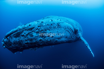 クジラ の画像素材 海の動物 生き物の写真素材ならイメージナビ