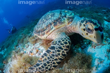カメ 爬虫類 かわいい ウミガメ 綺麗 の画像素材 爬虫類 両生類 生き物の写真素材ならイメージナビ カメ 爬虫類 かわいい ウミガメ 綺麗 の画像素材 爬虫類 両生類 生き物の写真素材ならイメージナビ