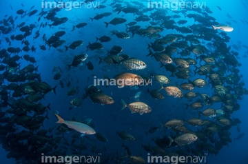 自然 風景 海 海中 魚 綺麗 の画像素材 写真素材ならイメージナビ