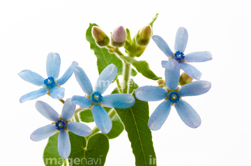 オキシペタラムピンクスター の画像素材 その他植物 花 植物の写真素材ならイメージナビ