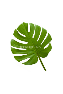 モンステラ の画像素材 その他植物 花 植物の写真素材ならイメージナビ