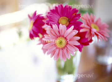 花 植物 花 ガーベラ 花瓶 かわいい の画像素材 写真素材ならイメージナビ