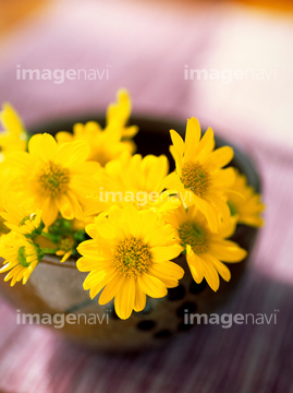 スプレーマム の画像素材 花 植物の写真素材ならイメージナビ