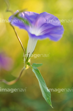 アサガオ の画像素材 葉 花 植物の写真素材ならイメージナビ