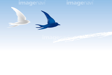 青い鳥 の画像素材 鳥類 生き物の写真素材ならイメージナビ