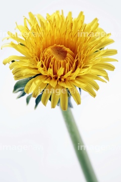 タンポポ 葉脈 の画像素材 葉 花 植物の写真素材ならイメージナビ