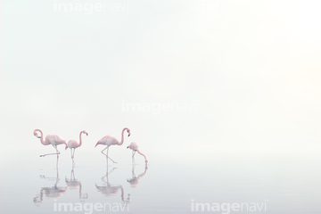 生き物 鳥類 ダチョウ フラミンゴ の画像素材 写真素材ならイメージナビ
