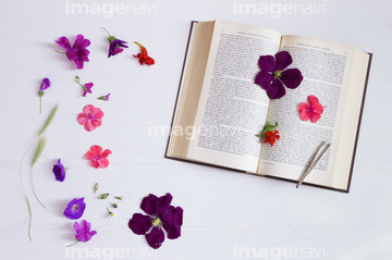 切り抜き素材特集 花 植物 の画像素材 花 植物 イラスト Cgの写真素材ならイメージナビ