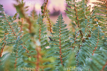 学校 教育向け 理科 シダ植物 写真 の画像素材 その他植物 花 植物の写真素材ならイメージナビ