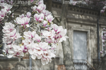 マグノリア 花 ピンク色 の画像素材 花 植物の写真素材ならイメージナビ
