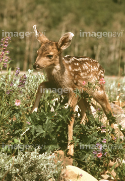 ミュールジカ の画像素材 家畜 生き物の写真素材ならイメージナビ
