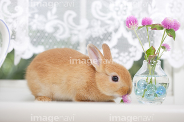 うさぎと花 の画像素材 花 植物 イラスト Cgの写真素材ならイメージナビ