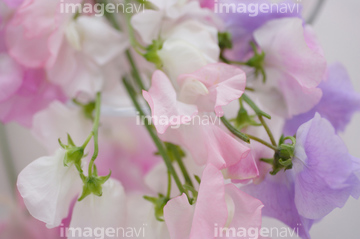 スイートピー の画像素材 花 植物の写真素材ならイメージナビ