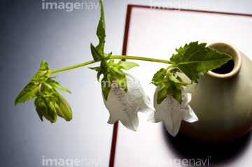 蛍草 の画像素材 花 植物の写真素材ならイメージナビ