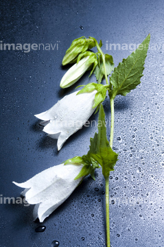 蛍草 の画像素材 花 植物の写真素材ならイメージナビ