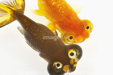 チョウテンガン の画像素材 魚類 生き物の写真素材ならイメージナビ チョウテンガン の画像素材 魚類 生き物の写真素材ならイメージナビ